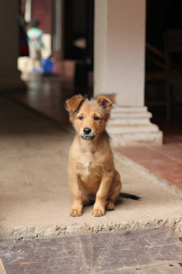 Dog Luang Prabang Laos