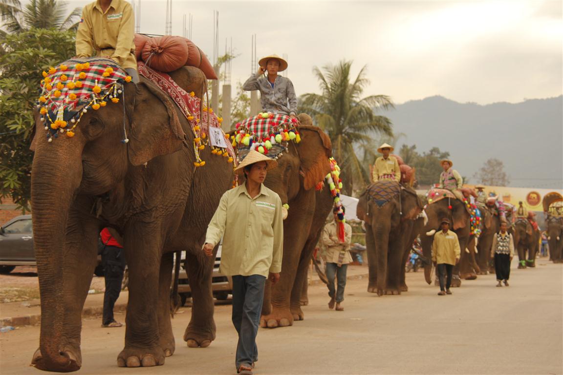 laos elephant tour