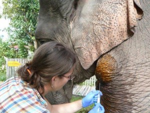 Elephant adventure tour in Laos