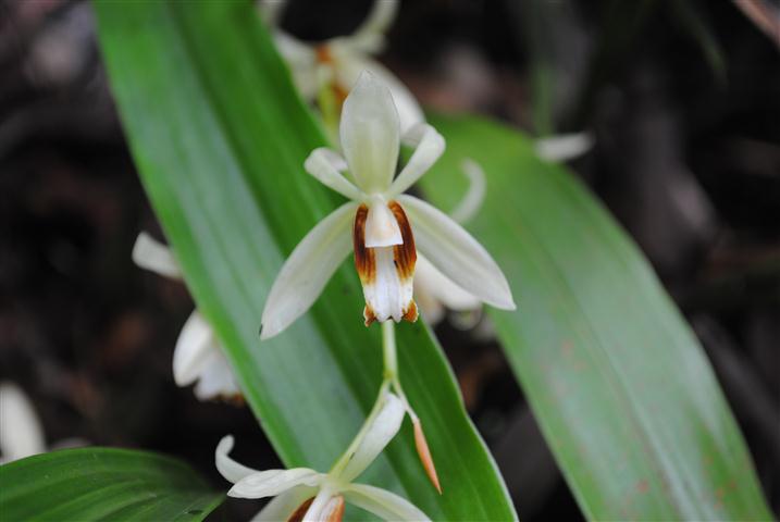 Lao Orchid Tour Vientiane     EXPLORE LAOS