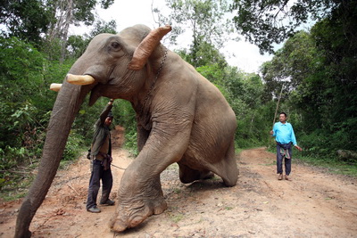 Laos Elephant Interaction Program