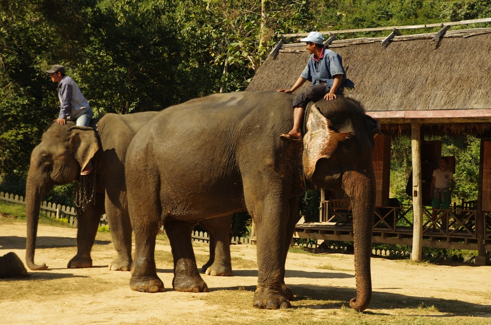 Elephant Village visit in Luang Prabang • EXPLORE LAOS