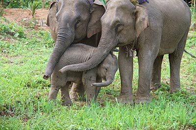 Laos Elephant Center