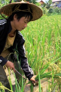 Living Land Farm Laos 10