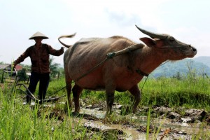 Living Land Farm Laos