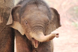 Elephant Conservation Center Laos 