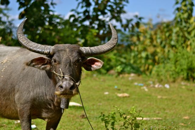 Water buffalo Laos
