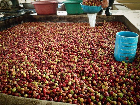 Saffron Coffee in Luang Prabang Laos