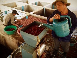 Saffron Coffee in Luang Prabang Laos