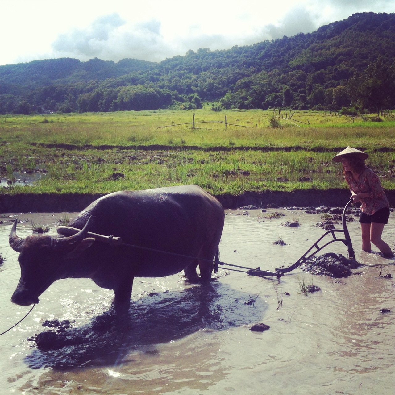 Laos Luang Prabang Living Land Farm Rice is Life