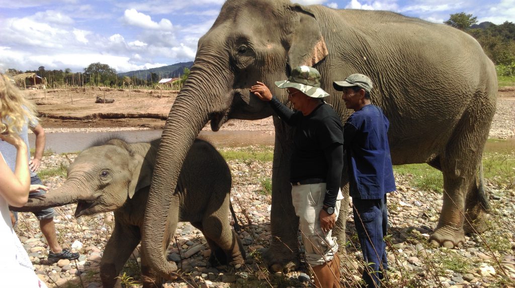 Luang Prabang Elephant 