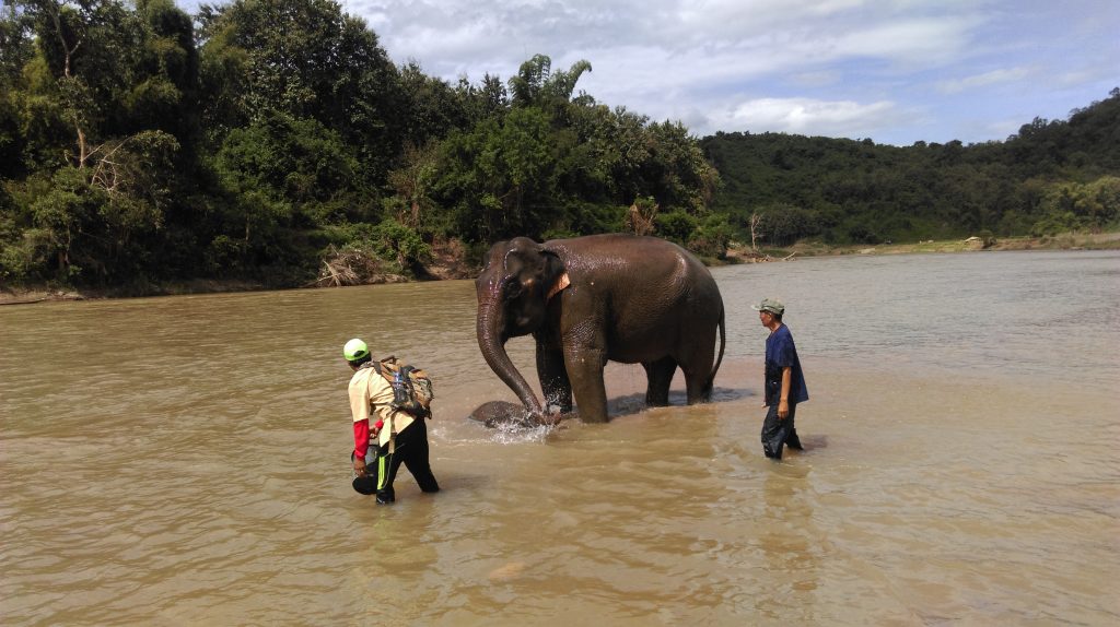 Luang Prabang Elephant Excursion