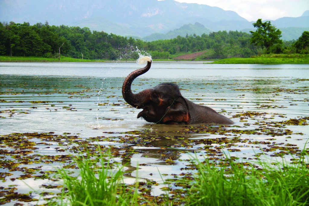 Elephant Conservation Center Laos 