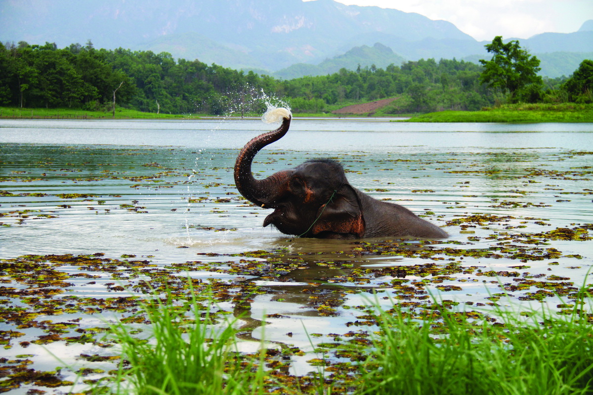 Elephant Conservation Center Laos