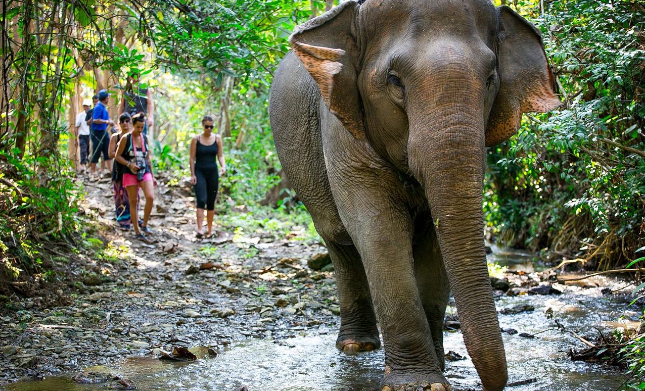 Mandalao Elephant Tour